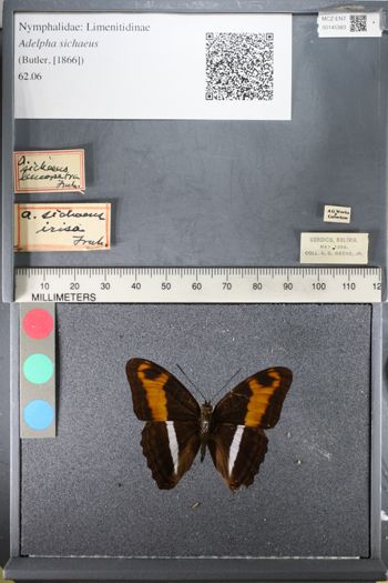 Media type: image;   Entomology 145383